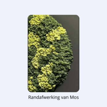 Alternative view of Moscirkel drie kleurig