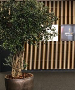 Kunst Olijfboom 300 cm