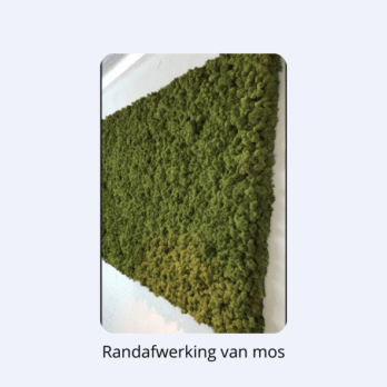 Alternative view of Mosvierkant gemixt mos