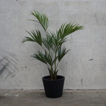 Kunst Kentia palm in zwarte pot