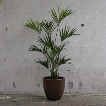 Kunst Kentia palm in koperen pot