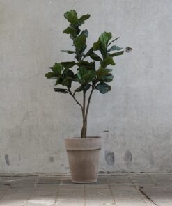 Kunst Ficus Lyrata in grijs terra pot