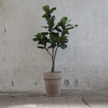 Kunst Ficus Lyrata in grijs terra pot