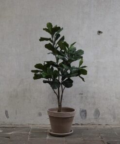 Kunst Ficus Lyrata in grijs terra pot