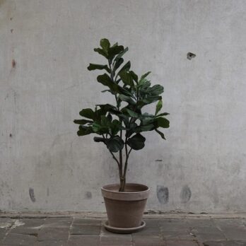 Kunst Ficus Lyrata in grijs terra pot