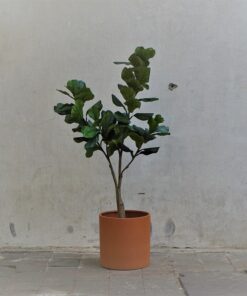 Kunst Ficus Lyrata in pot naar keuze