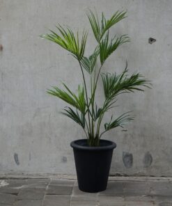 Kunst Kentia palm in zwarte pot