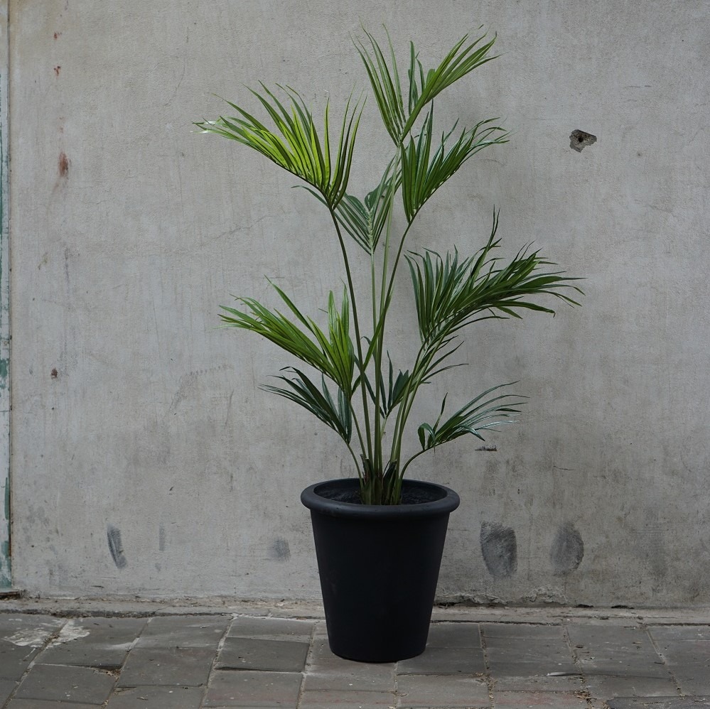 Kunst Kentia palm in zwarte pot