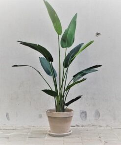 Kunst strelitzia in grijs terra pot