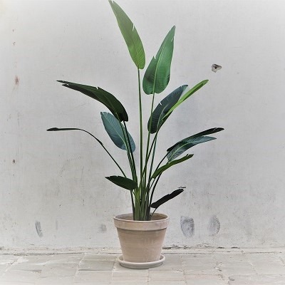 Kunst strelitzia in grijs terra pot