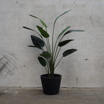 Kunst Strelitzia in zwarte pot