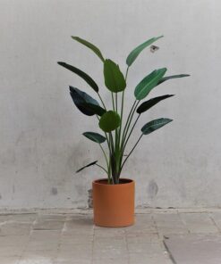Kunst Strelitzia in pot naar keuze