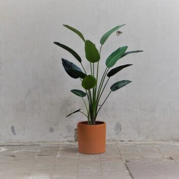 Kunst Strelitzia in pot naar keuze