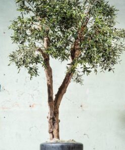 Kunst Olijfboom 325 cm