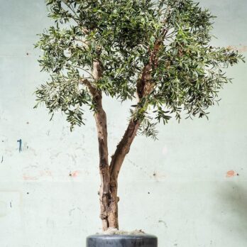 Kunst Olijfboom 325 cm