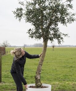 Kunst Olijfboom 250 cm