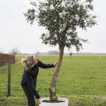 Kunst Olijfboom 250 cm
