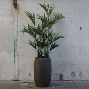 Kunst Kentia palm in bronzen pot