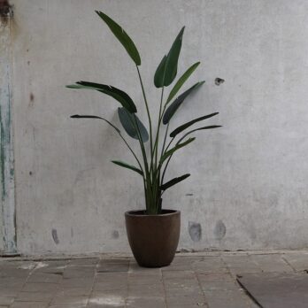 Kunst Strelitzia in koperen pot