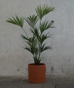 Kunst Kentia palm in pot naar keuze
