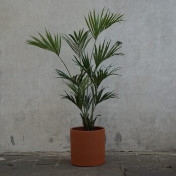 Kunst Kentia palm in pot naar keuze