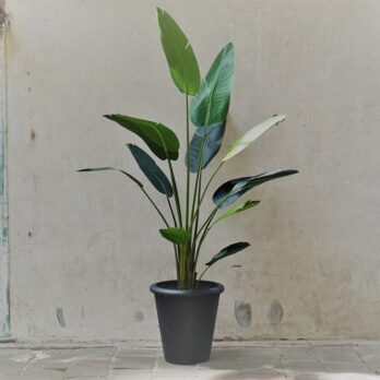 Kunst Strelitzia in zwarte pot