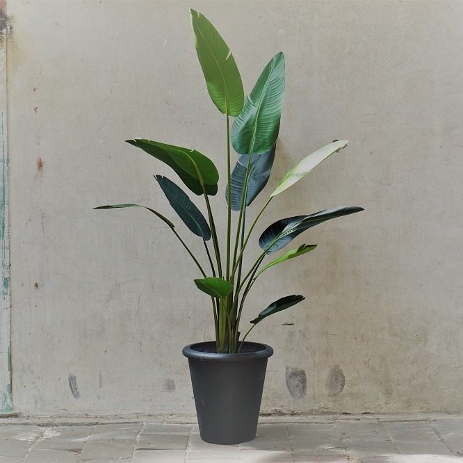 Kunst Strelitzia in zwarte pot